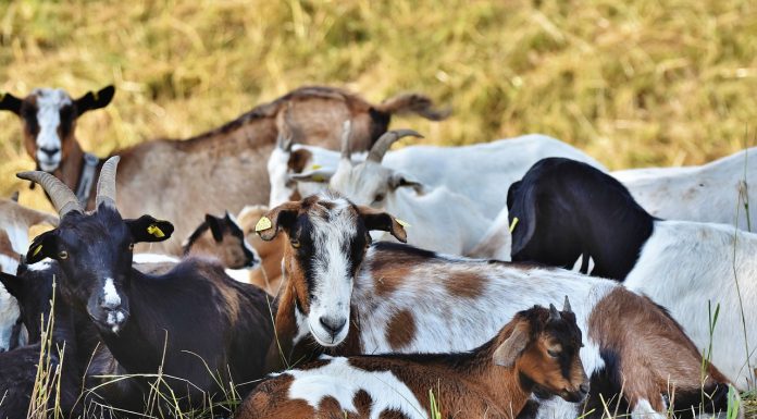 Los ataques de perros asilvestrados amenazan la supervivencia de las explotaciones ganaderas cabras