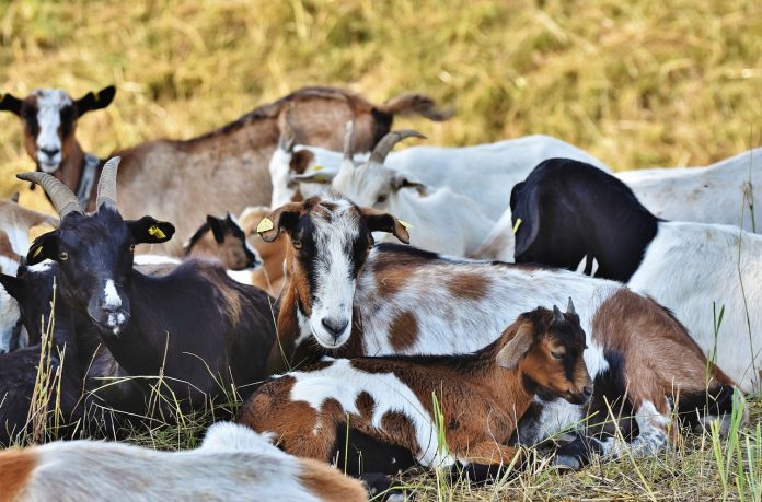 cabras