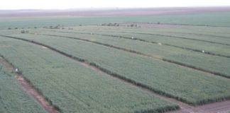 El suelo de cultivo retiene más agua si se evita laboreo