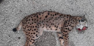 Solicitan señalización en las carreteras para evitar los atropellos de lince