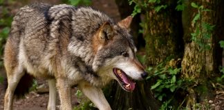 ASAJA respaldará «en la calle, los juzgados y donde haga falta» medidas para frenar la sobreprotección al lobo lobo campo