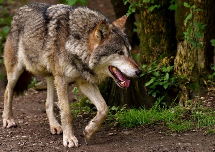 lobo campo