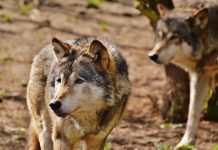 Denuncian ataques de lobos a ganados muy cerca de una capital de provincia lobos