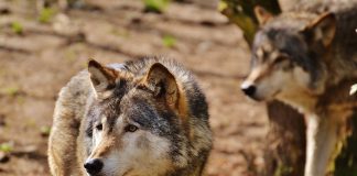 ASAJA lamenta que “Teresa Ribera y el Gobierno de España abandonan a los ganaderos ante los ataques del lobo” lobos