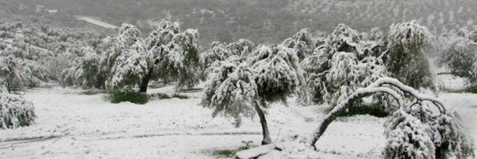 olivos filomena COAG olivos nieve Filomena COAG