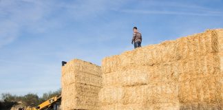 ¿Pacas o alpacas, cómo se llaman exactamente los fardos de paja? CARGA PACAS PAJA