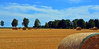 La incongruencia de la nueva PAC: como no se puede labrar hay que combatir las malas hierbas con herbicidas rastrojos