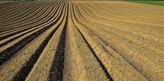 Castilla-La Mancha pide cambios en la PAC: menos burocracia, retraso del cuaderno digital y variar ecorregímenes siembra