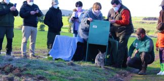 Siguen liberando linces en Castilla-La Mancha