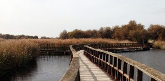 PP Castilla-La Mancha reitera la amenaza para el sector agrícola y ganadero del Pacto Verde tablas de daimiel