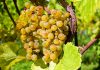 ¿Qué variedades de uvas se pueden usar en España para elaborar vino? vendimia