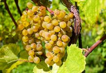 ¿Qué variedades de uvas se pueden usar en España para elaborar vino? vendimia