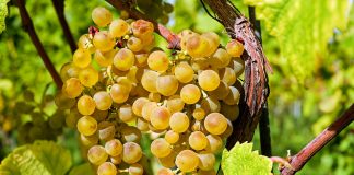 Solicitan a la industria vitivinícola de Extremadura que dé a conocer los precios de la uva vendimia