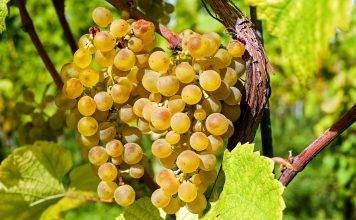 ¿Qué variedades de uvas se pueden usar en España para elaborar vino? vendimia