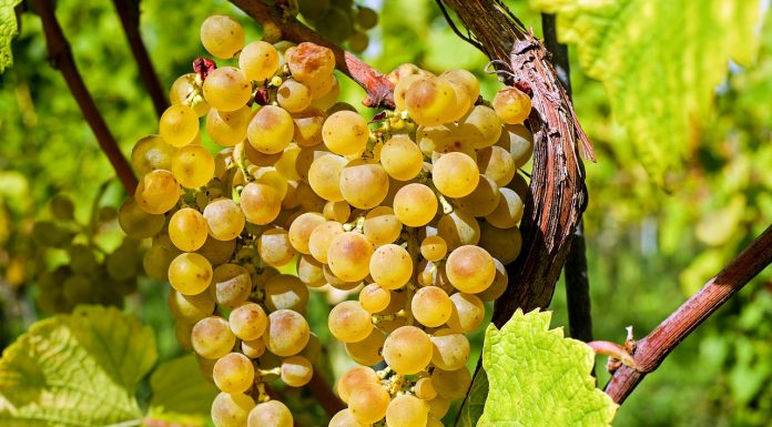 ¿Qué variedades de uvas se pueden usar en España para elaborar vino? vendimia