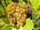 ¿Qué variedades de uvas se pueden usar en España para elaborar vino? vendimia