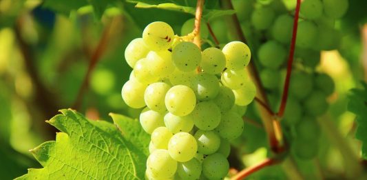 uvas blancas