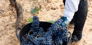 A vueltas con el precio de la uva, entre “calumnias” y denuncias de ventas por bajo coste uvas