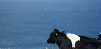 España ya es tercera potencia mundial en superficie ecológica