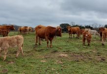 El Gobierno autoriza el reparto entre las comunidades autónomas de 7,1 millones contra la tuberculosis bovina