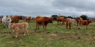 El Gobierno autoriza el reparto entre las comunidades autónomas de 7,1 millones contra la tuberculosis bovina