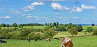 COAG considera “lamentable” la criminalización que hace Pedro Sánchez de la ganadería vacas