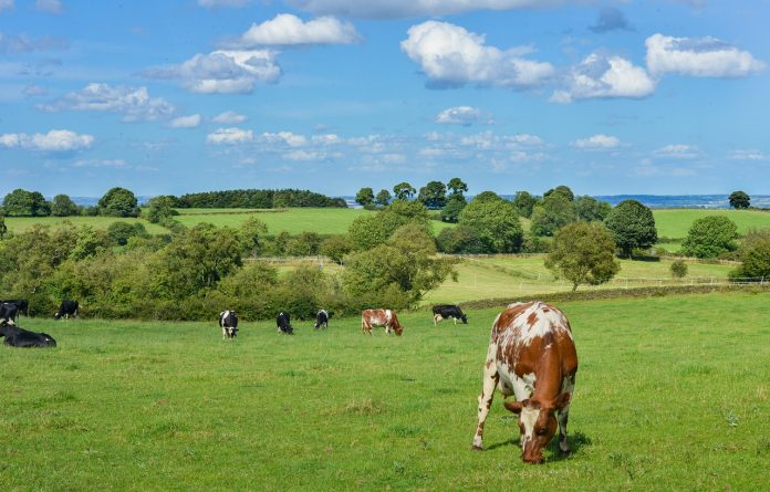 vacas