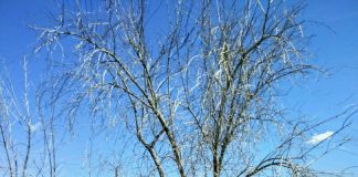 ¿Cómo se debe tratar la verticilosis del olivo? verticilosis del olivo