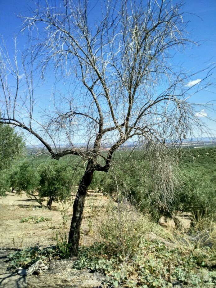 verticilium-verticilosis verticilosis del olivo
