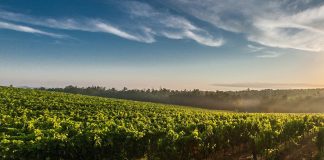 Acuerdo para prolongar hasta 2045 la autorización de plantar viñedos viña