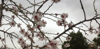 Advierten sobre el riesgo de los almendros silvestres afectados por avispilla avispilla del almendro