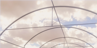 Estudian prácticas más sostenibles en variedades tintas de vid para paliar efectos del cambio climático