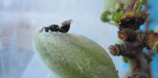 28% de los almendros españoles está afectado por la avispilla avispilla del almendro