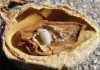 Recomiendan retirar y quemar las almendras afectadas por avispilla en Castilla-La Mancha avispilla del almendro