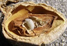 Recomiendan retirar y quemar las almendras afectadas por avispilla en Castilla-La Mancha avispilla del almendro
