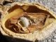 Recomiendan retirar y quemar las almendras afectadas por avispilla en Castilla-La Mancha avispilla del almendro