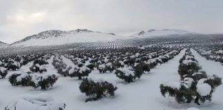 Piden agilidad en la tramitación de las ayudas al olivar por temporal ‘Filomena’