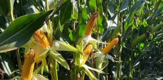 Incide en la importancia del abastecimiento mundial suficiente de maíz maíz