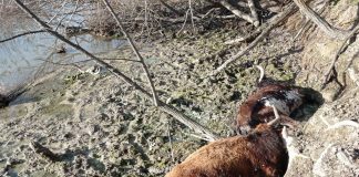 Denuncian la aparición de un centenar de reses “abandonadas y putrefactas”