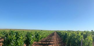 Gobierno de Castilla-La Mancha pide la activación de la vendimia en verde Viña alta
