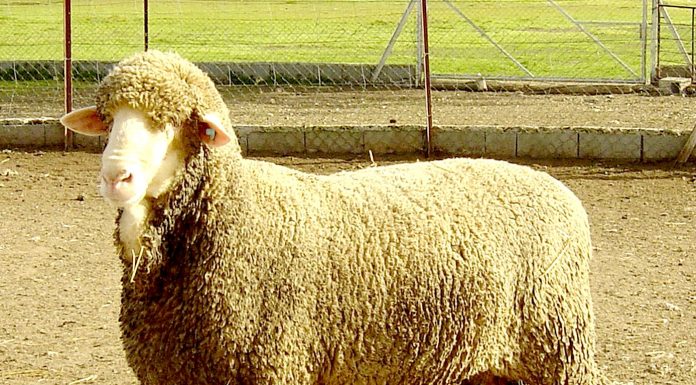 Denuncia un uso “fraudulento” de la denominación de la raza Merina