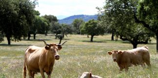 La sociedad civil europea reclama una reforma de la PAC “ambiciosa, justa y verde”