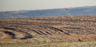 ASAJA Castilla-La Mancha rechazará cualquier limitación ambiental al sistema productivo sin una base científica y una justificación objetiva ZONA ZEPA
