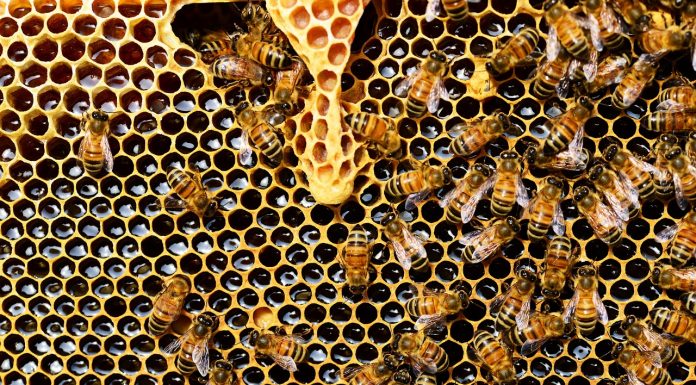 El Ministerio de Agricultura convoca ayudas para impulsar la investigación en el sector apícola abejas