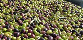 ¿A cuánto se paga la aceituna esta campaña, y el aceite? aceituna