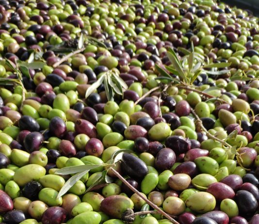 ¿A cuánto se paga la aceituna esta campaña, y el aceite? aceituna