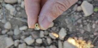 Pide agilidad en las peritaciones a Agroseguro tras la última helada primaveral