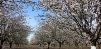 La producción de almendra se mantiene estable a largo plazo a pesar del riego deficitario