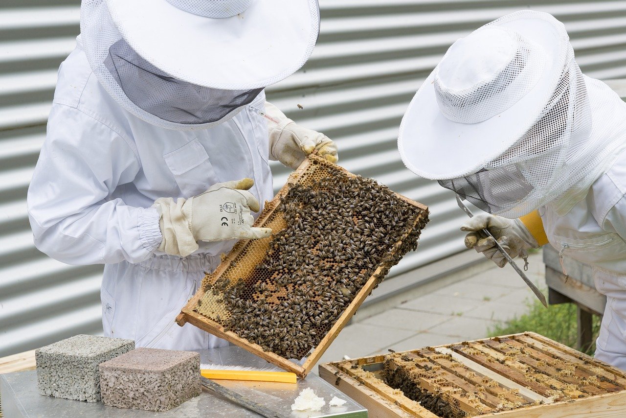 Venta de colmenas con abejas - Tierras Apícolas