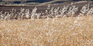 Las malas hierbas no deben condicionar la protección de los suelos